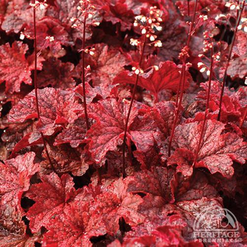 Heuchera Cajun Fire.jpg