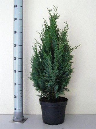 86,9.  Chamaecyparis lawsoniana Columnaris.jpg