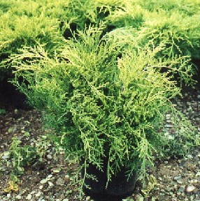 95,7.  Juniperus chinensis Aurea.jpg