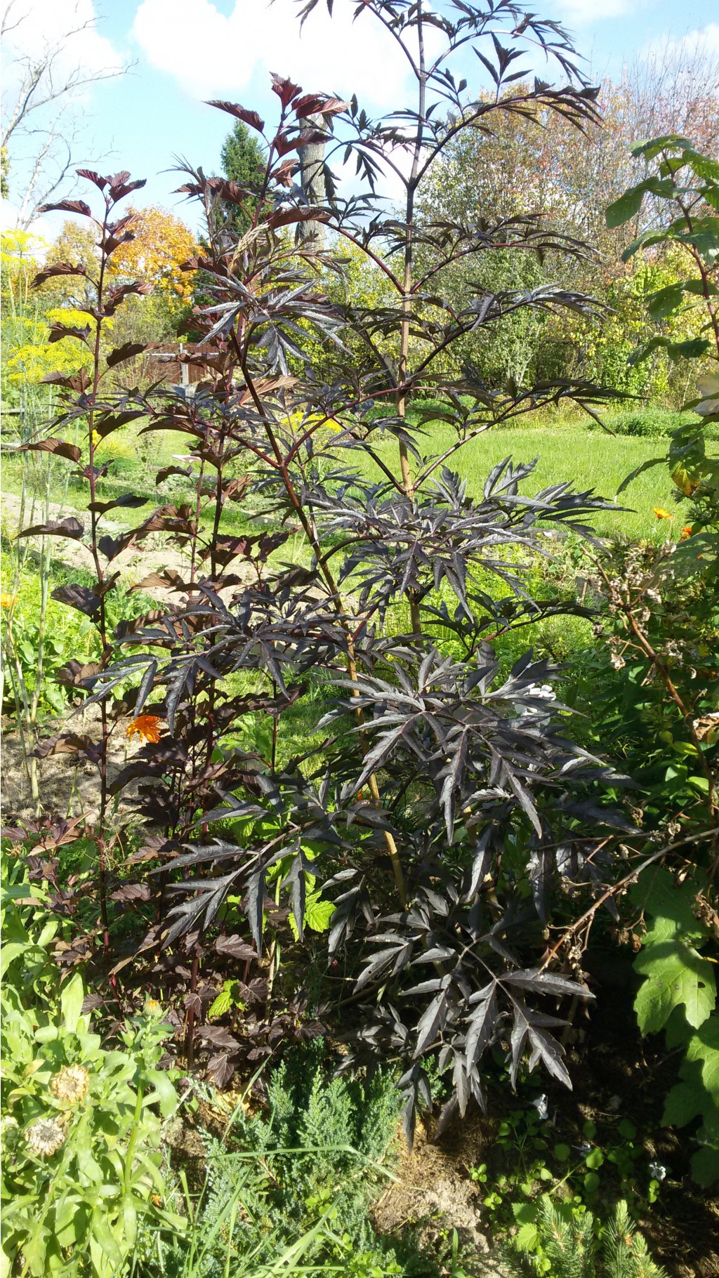    (Sambucus nigra Black Lace)  2015.09.15