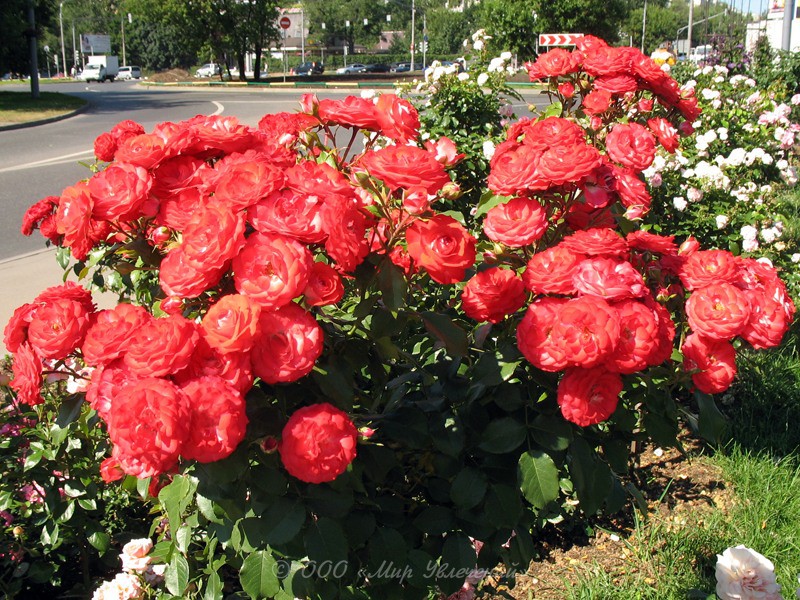 Planten und Blomen ()