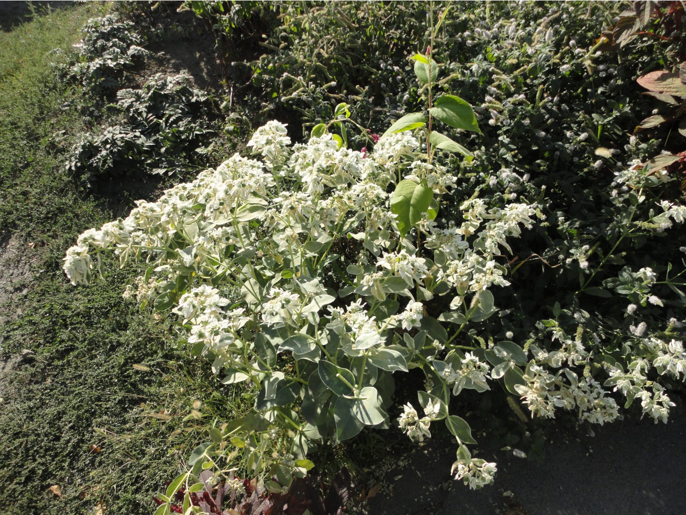 DSC08345.JPG