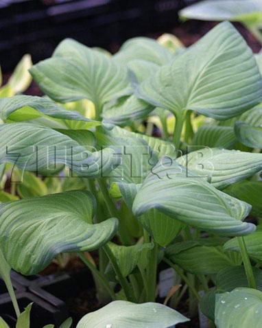 Hosta-Guacomole.jpg