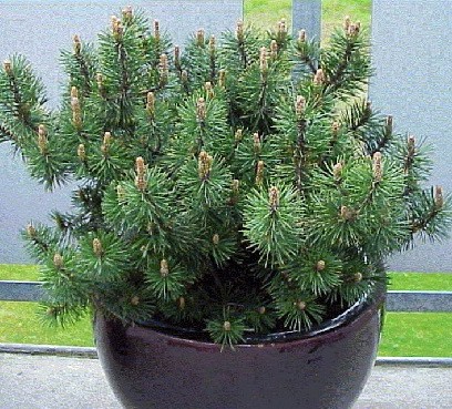 90,2.  Pinus mugo mugo.jpg