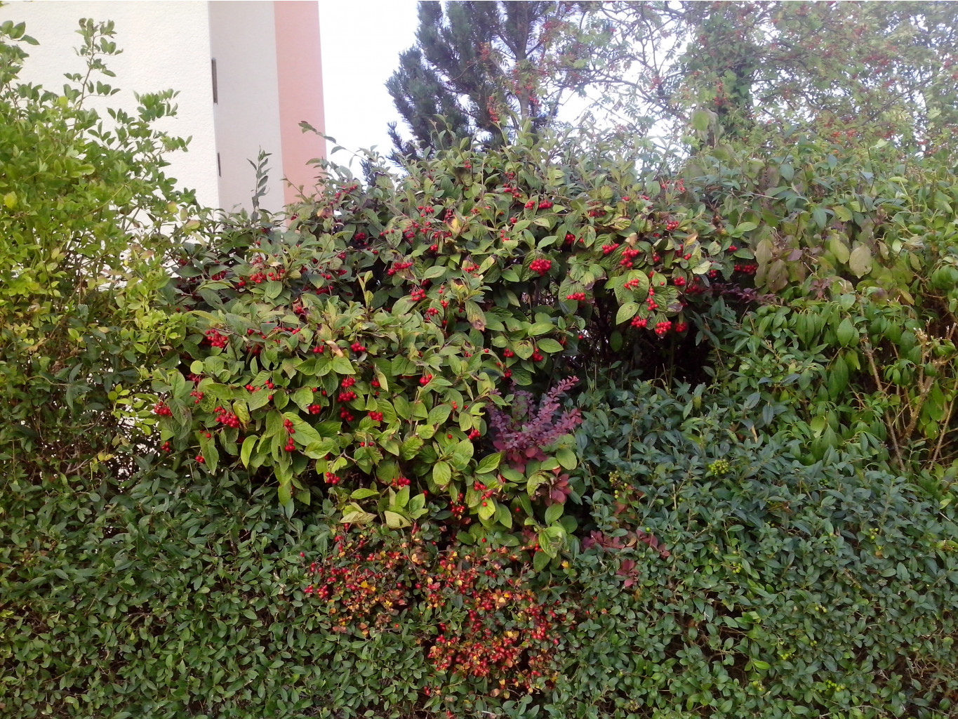 IMG 20150920 182905.jpg