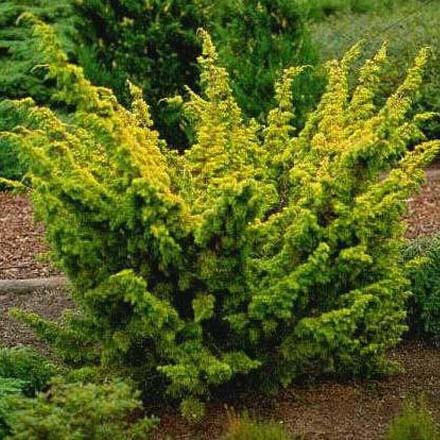 95,7.  Juniperus chinensis Aurea.jpg