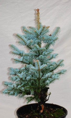 106,7.  Picea pungens Glauca Arizonica.jpg