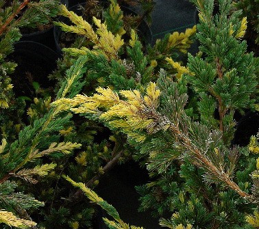 106,7.  Juniperus squamata Golden Flame.jpg