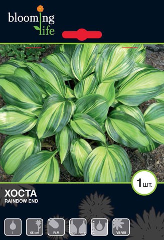 Hosta-Rainbow-End.jpg