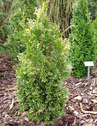 112,2.  Thuja occidentalis Konfettii.jpg