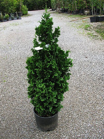 113,3.  Thuja occidentalis Zmatlik.jpg