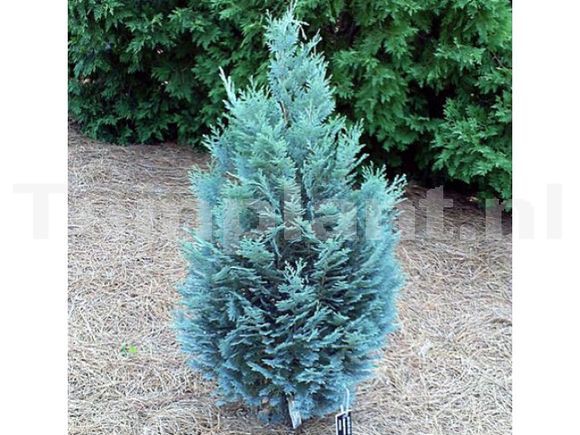 86,9.  Chamaecyparis lawsoniana Pelts Blue.jpg