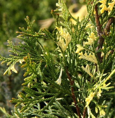 106,7.  Thuja occidentalis Spotty Smaragd.jpg