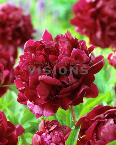 Paeonia-Arman.jpg