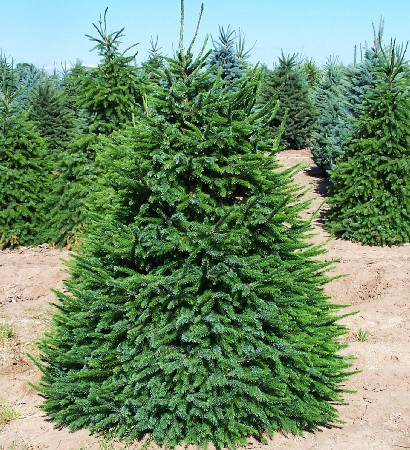 106,7.  Picea omorika.jpg