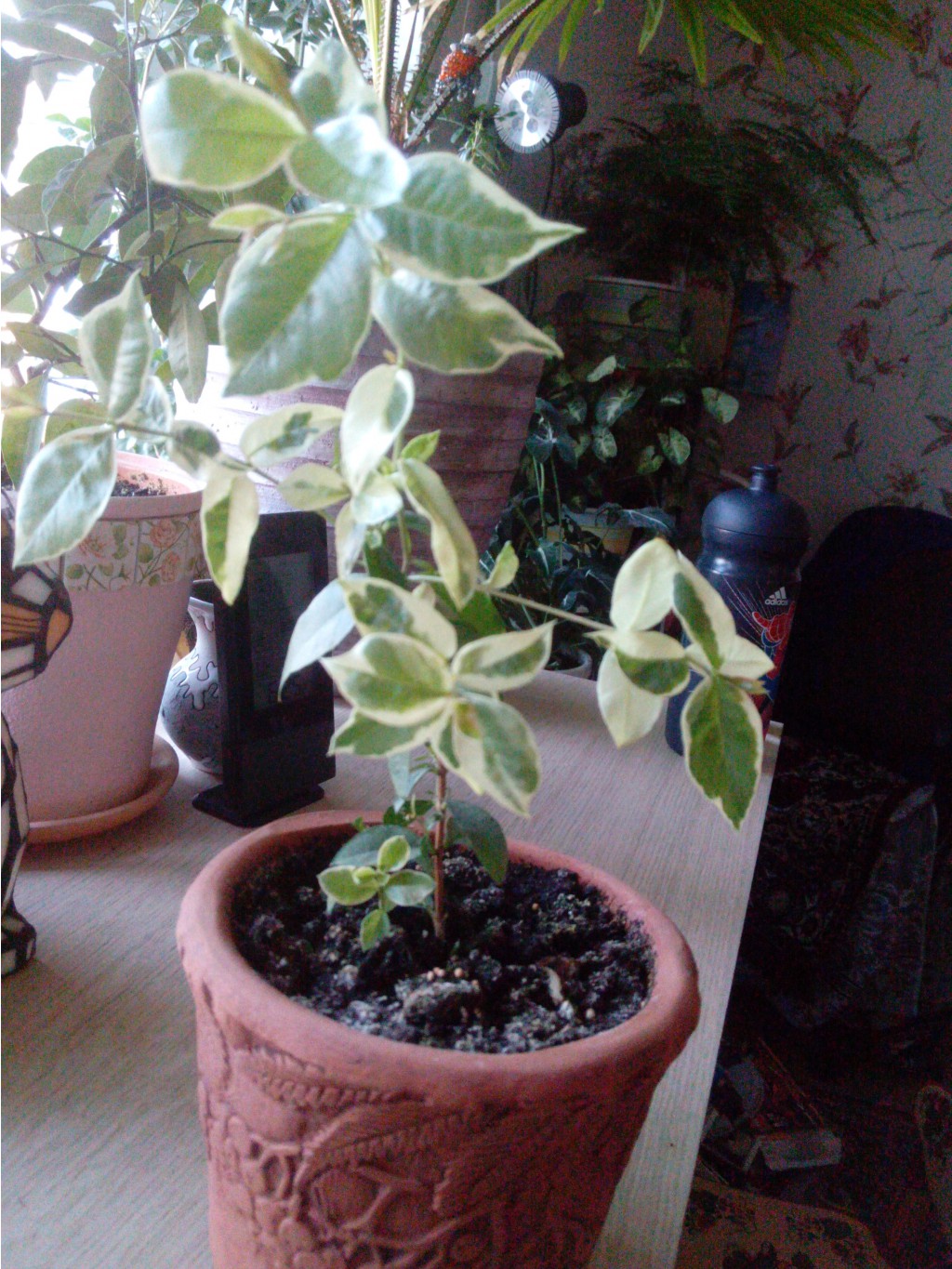 IMG 20150925 062634.jpg
