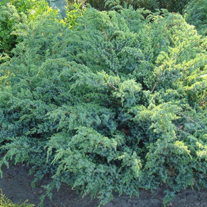 106,7.  Juniperus squamata Blue Swede.jpg