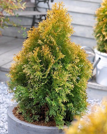 139,7.  Thuja occidentalis Golden Anne.jpg