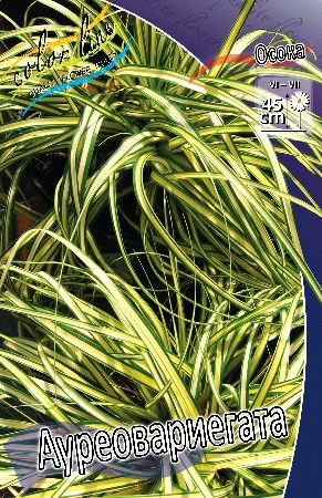 97,1.  (CAREX) (   1 .,   1.).jpg