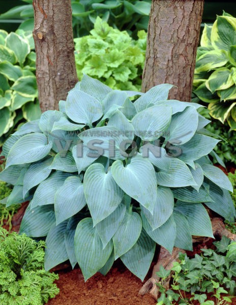 Hosta Canadian Blue.jpg