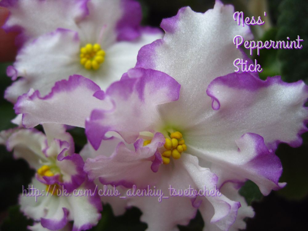 Ness'Peppermint Stick ()