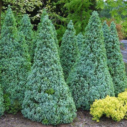 123,2.  Picea glauca Sanders Blue.jpg