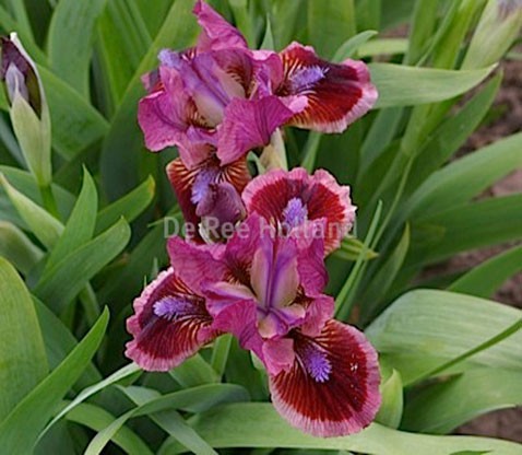 Iris-germanica-mini-cat's-eye 2.jpg