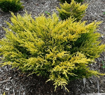 106,7.  Juniperus horizontalis Limeglow.jpg