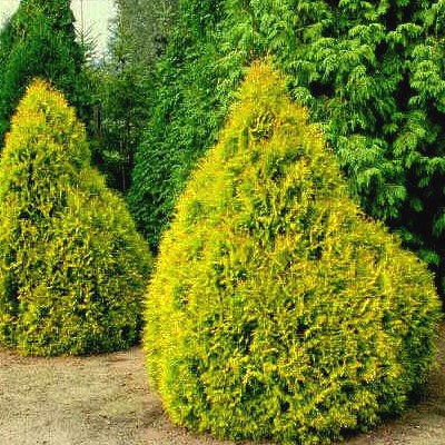 95,7.  Thuja occidentalis Rheingold.jpg