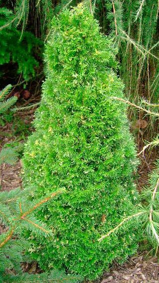 106,7.  Thuja occidentalis Spotty Smaragd.jpg