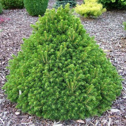 139,7.  Picea abies Tompa.jpg