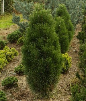 95,7.  Pinus nigra Pyramidalis.jpg