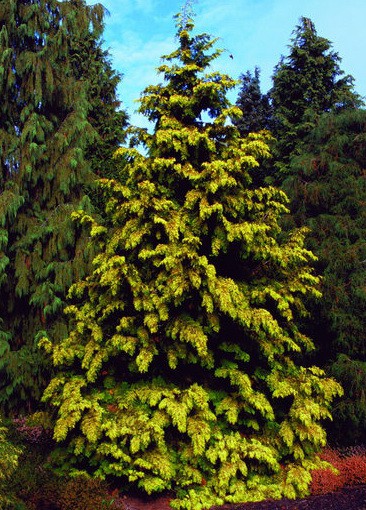 101,2.  Thuja plicata Zebrina Extra Gold.jpg