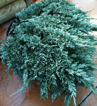 172,7.  Juniperus horizontalis Icee Blue.jpg