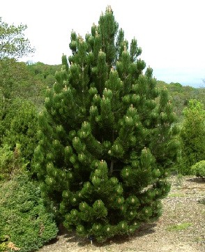 442,2.  Pinus heldreichii Satellit.jpg