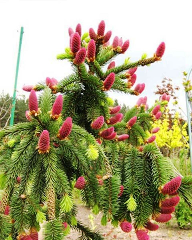 picea abies acrocona  ( )