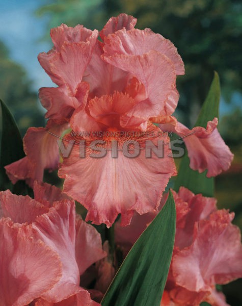 Iris Pink Horizon.jpg