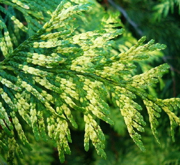 79,2.  Thuja plicata Zebrina.jpg