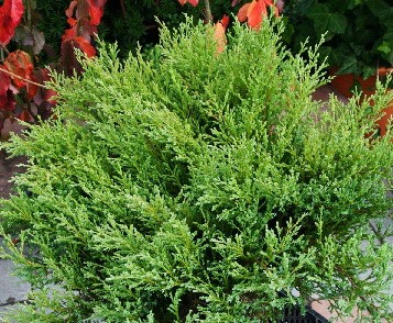 95,7.  Juniperus horizontalis Andorra Compact.jpg