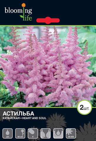 Astilbe-Heart-and-Soul.jpg