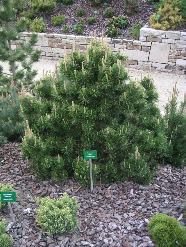  Pinus mugo Gnom 1,5-403,50