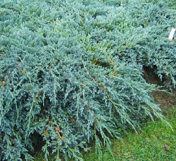 106,7.  Juniperus squamata Blue Carpet.jpg