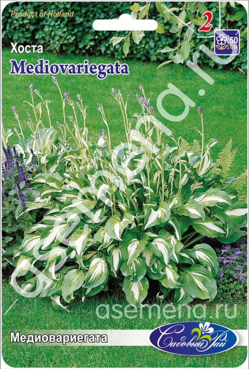 		Mediovariegata