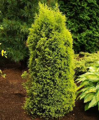 95,7.  Juniperus communis Gold Cone.jpg