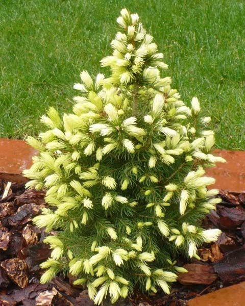 106,7.  Picea glauca Daisys White.jpg