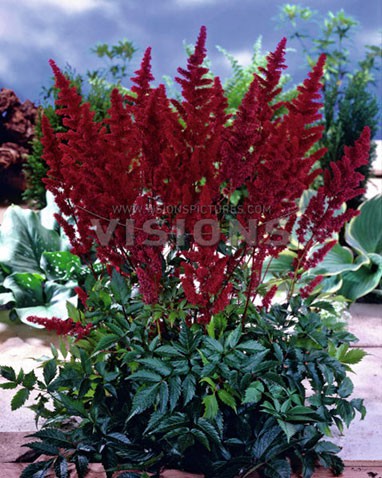 Astilbe-Red-Sentinel.jpg