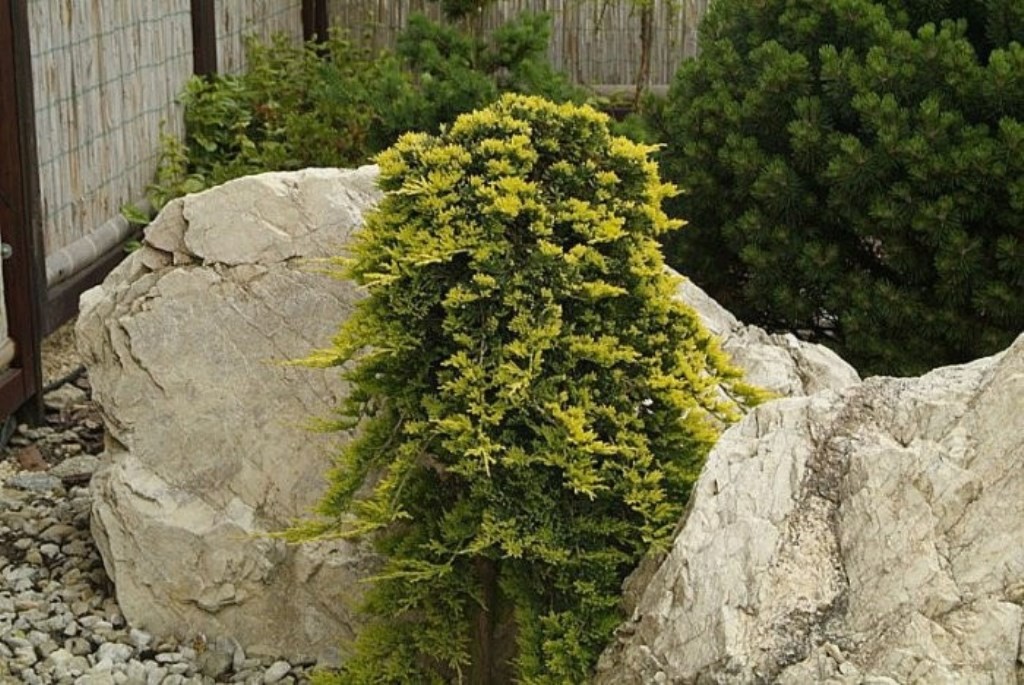 .   juniperus horizontalis golden carpet-  ( )
