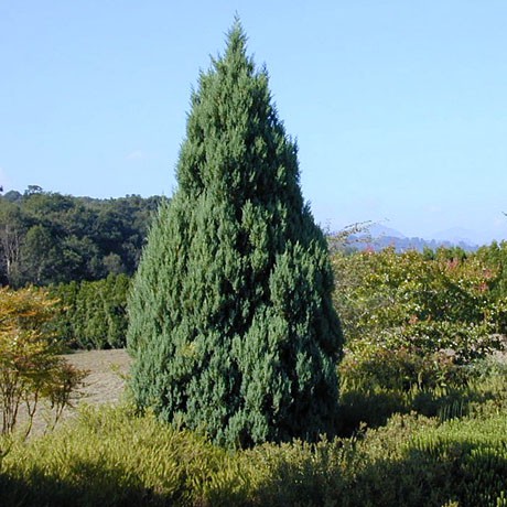 95,7.  Juniperus chinensis Stricta.jpg