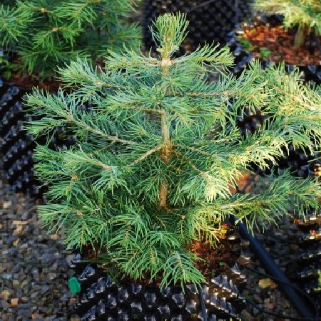 150,7.  Abies concolor.jpg