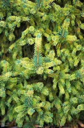 172,7.  Picea abies Gold Dust.jpg